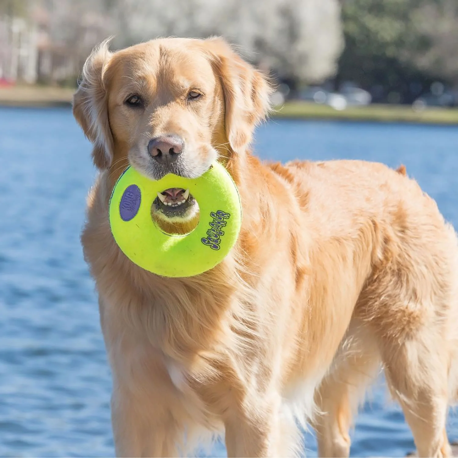 KONG Airdog Squeaker Doughnut