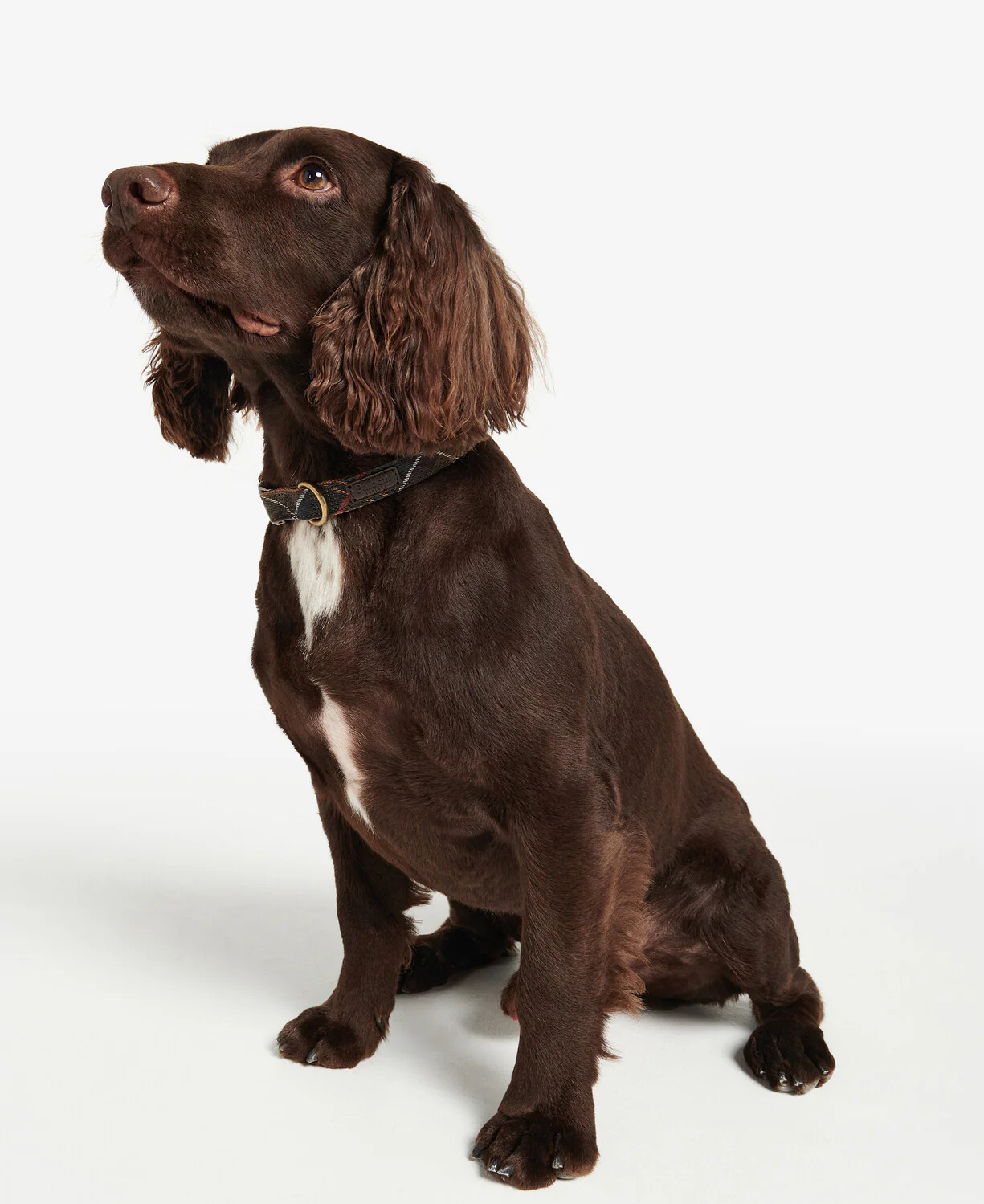 Barbour Tartan Webbing Dog Collar