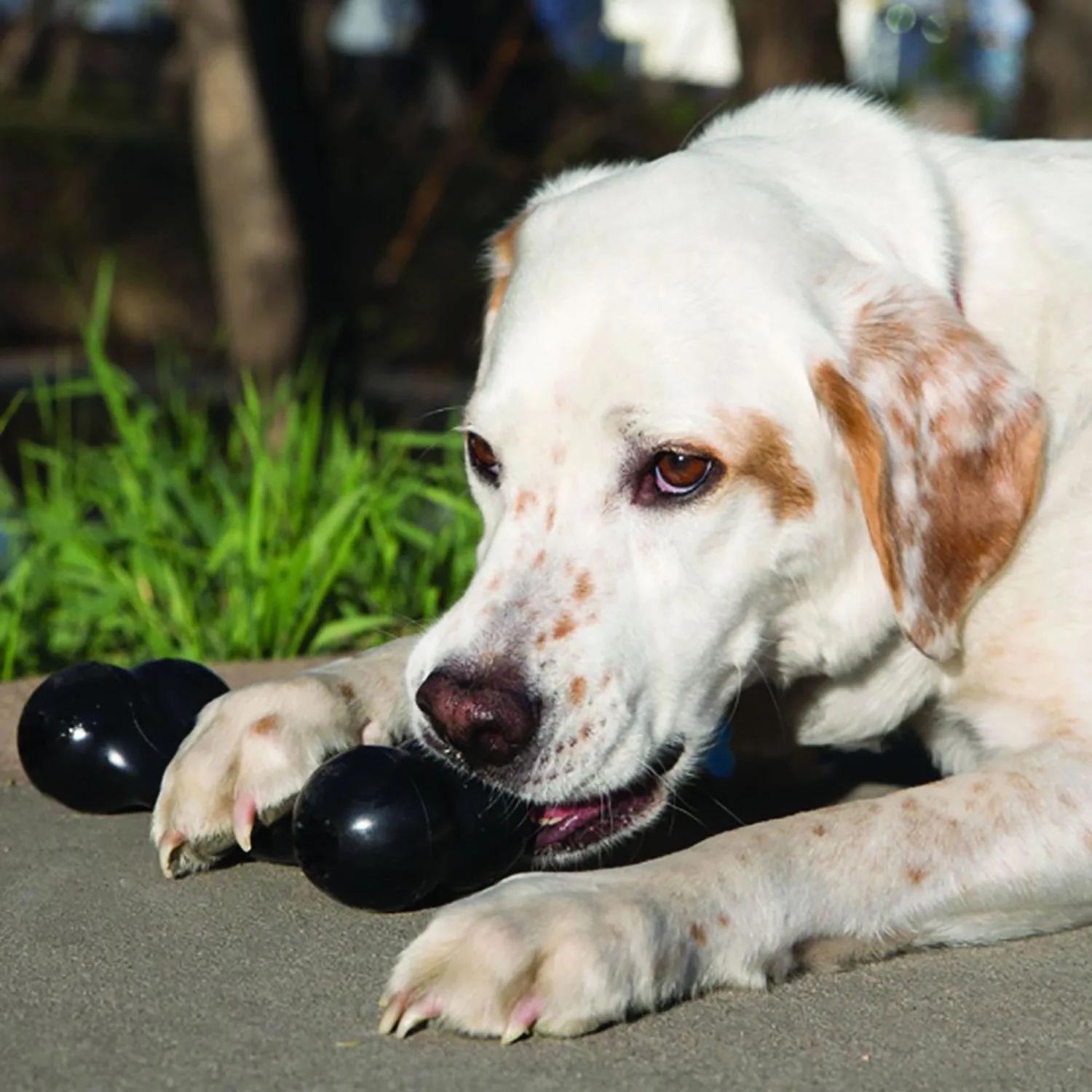 KONG Extreme Goodie Bone