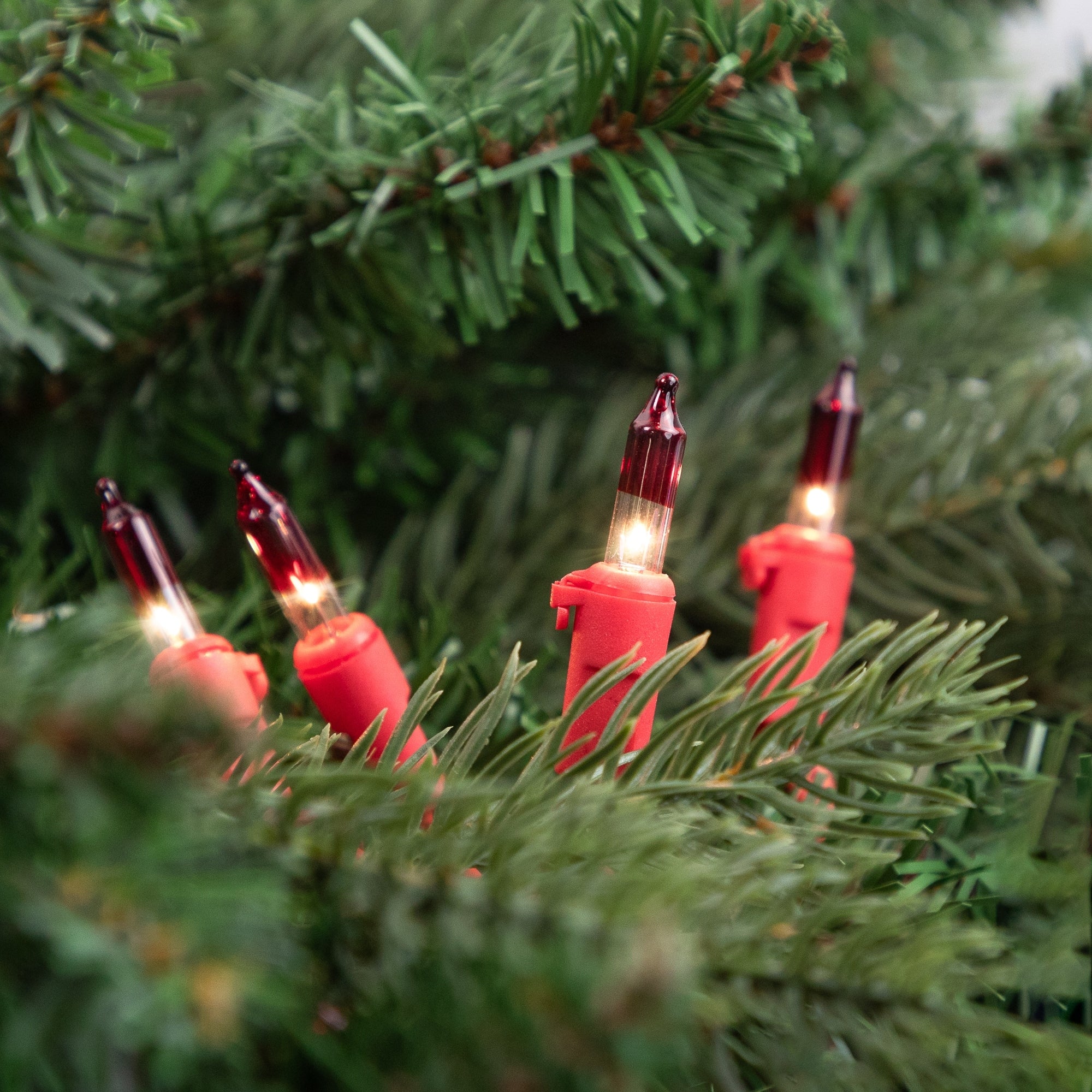 Mini Christmas Light Set- Clear with Red Tips - 10' Red Wire - 50ct