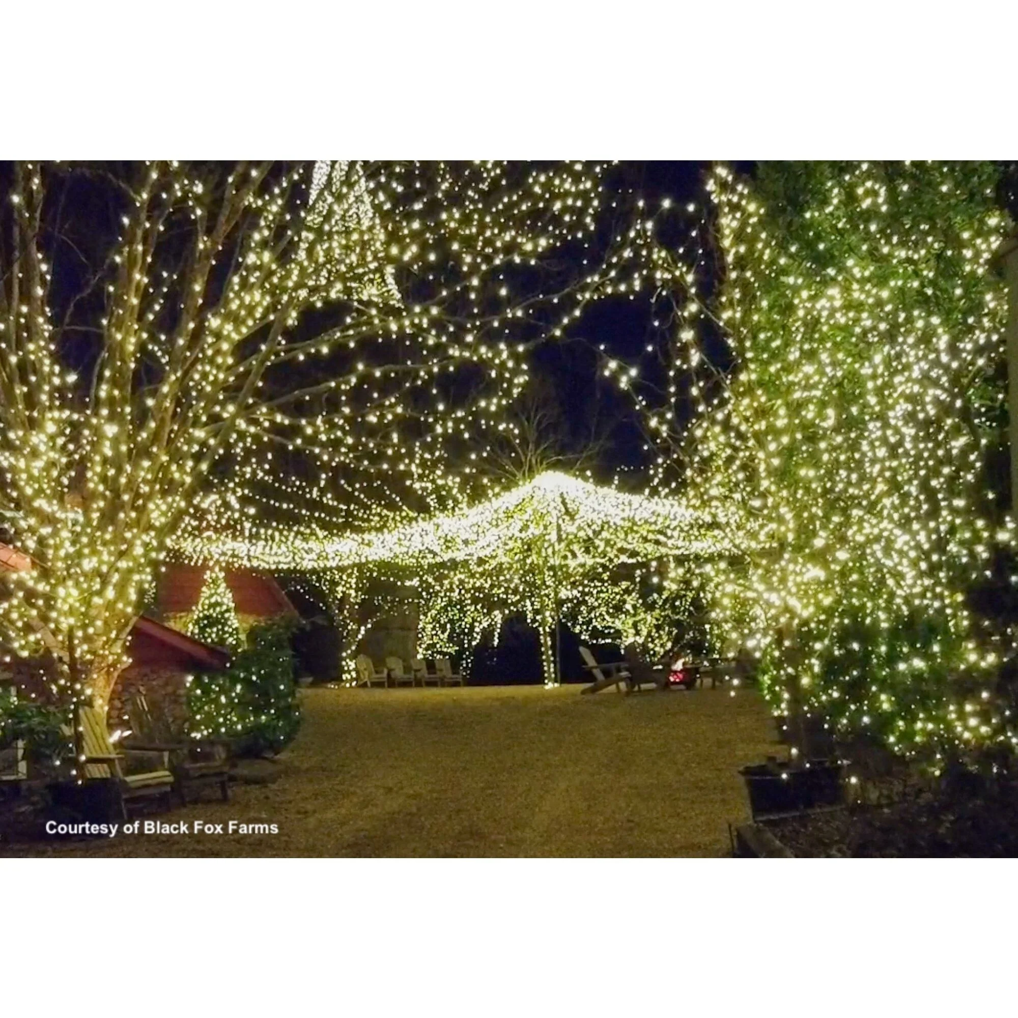 50 Pure White LED Wide Angle String Lights 25.17ft Brown Wire
