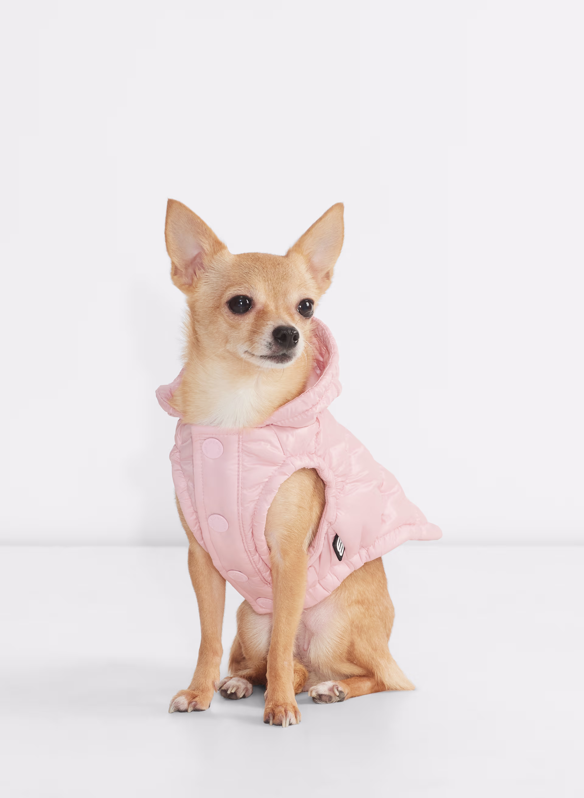 Hi-Gloss taffeta puffer jacket for dogs - XNAUWBI