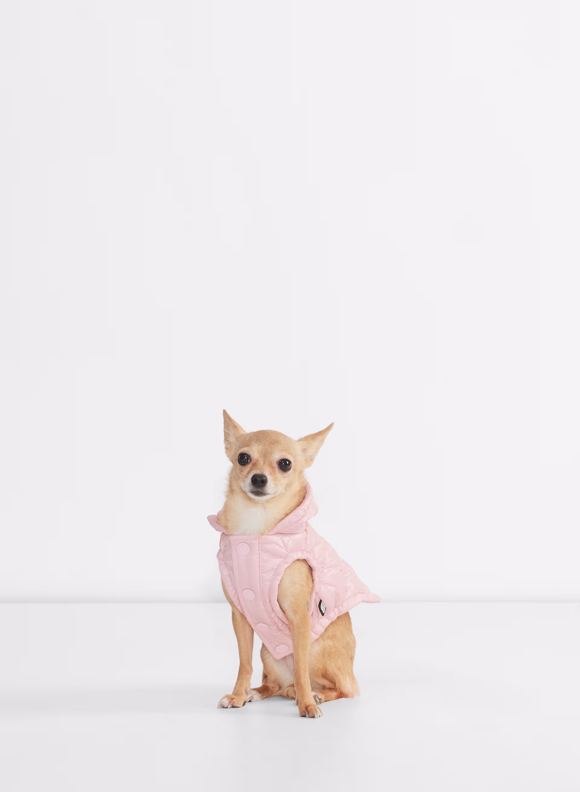 Hi-Gloss taffeta puffer jacket for dogs - XNAUWBI