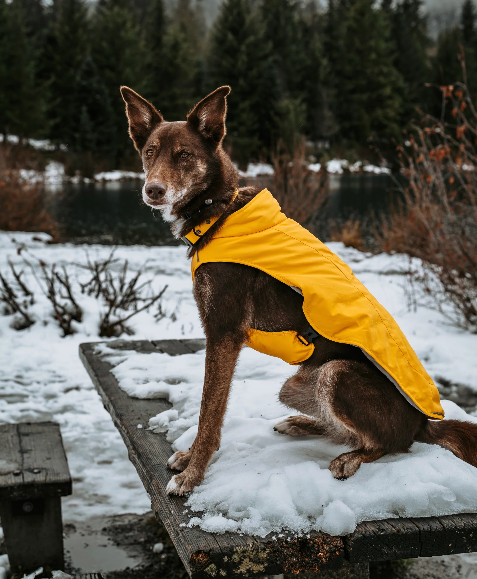 Koldpwoof Heated Dog Vest - XNAUWBI