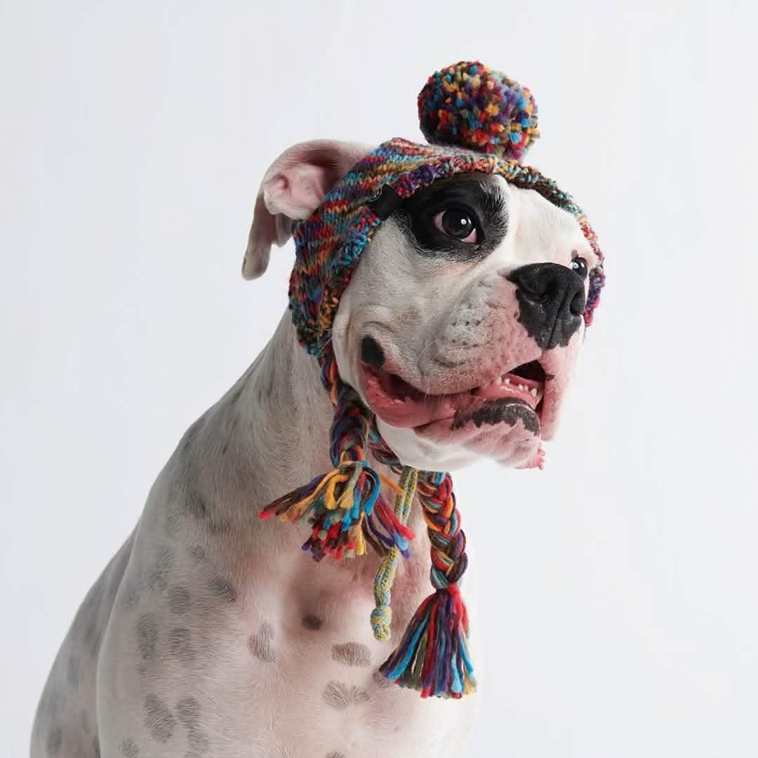 Knit Pom Pom Dog Beanie Hats - XNAUWBI