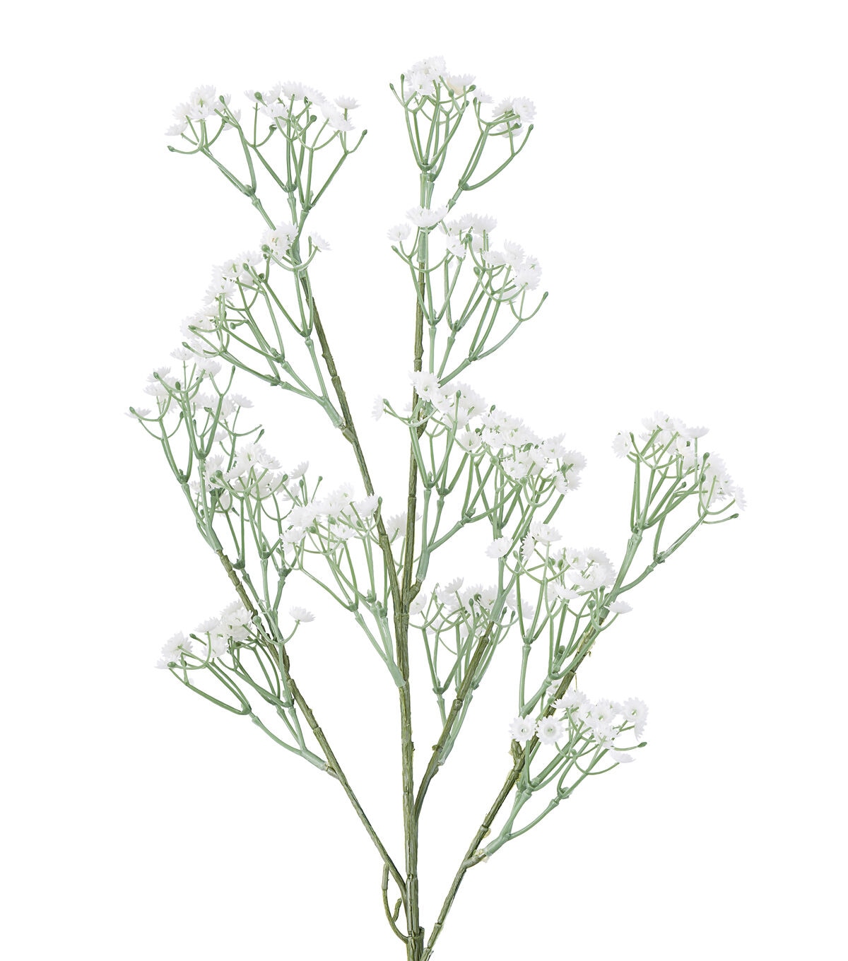 30 White Baby's Breath Stem by Bloom Room