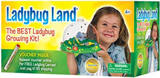 Insect Lore Ladybug Land - tumbierware