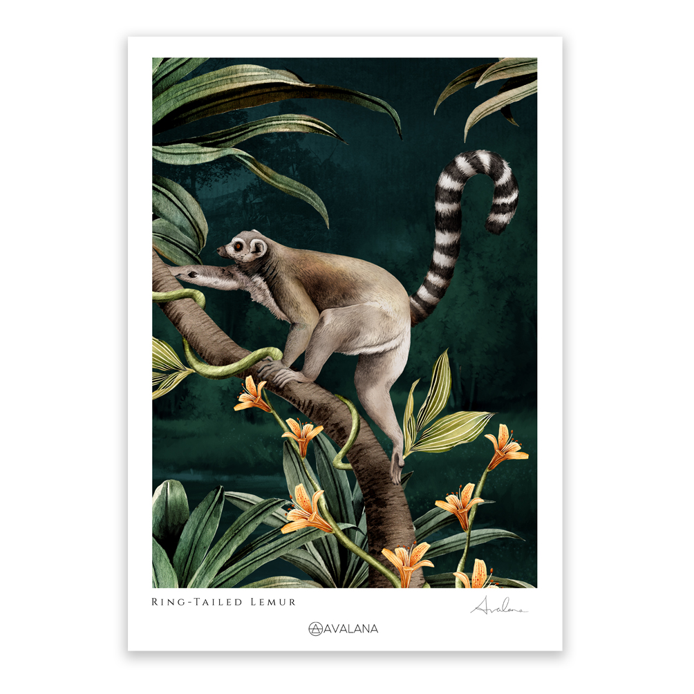 Ring Tailed Lemur Art Print