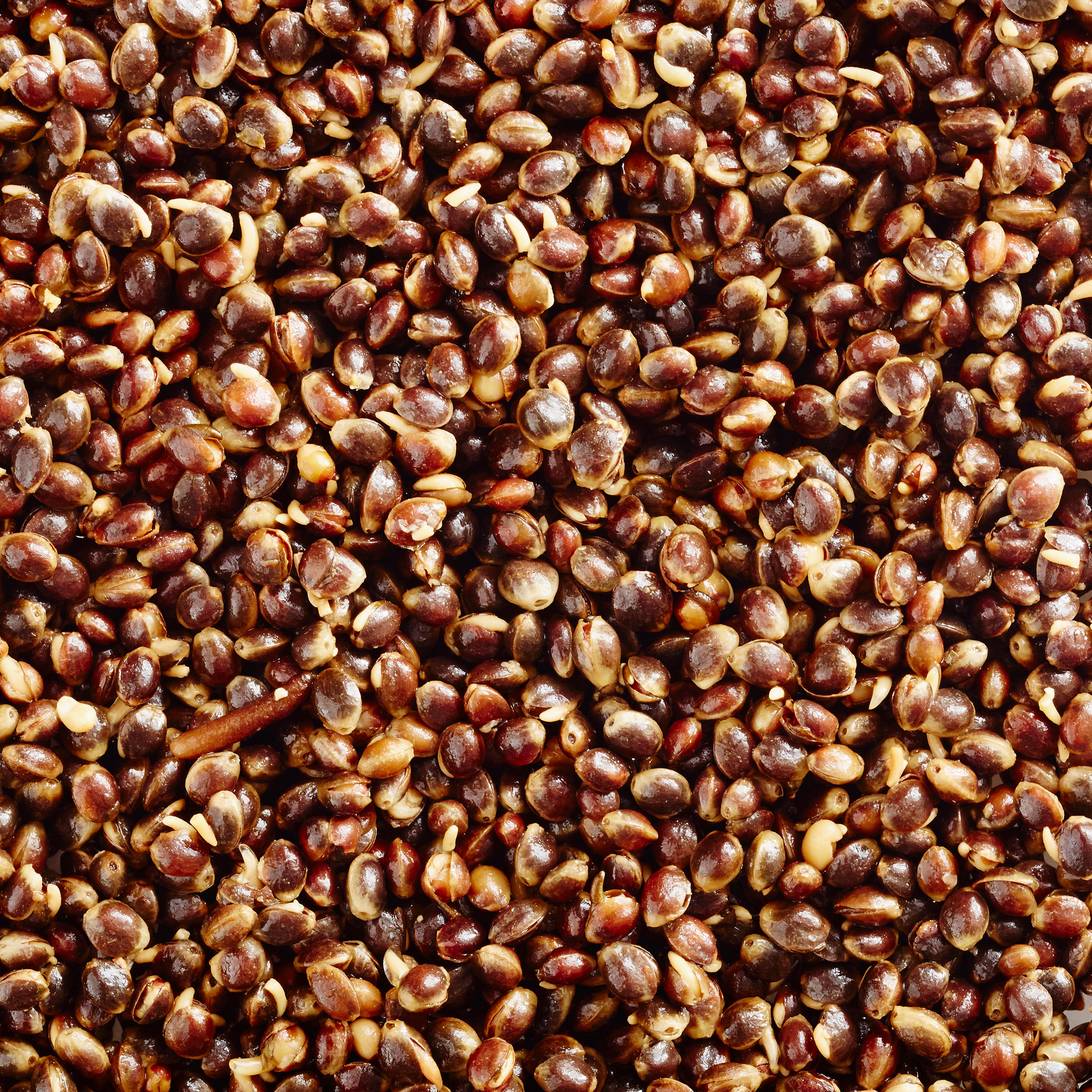 Carp-fishing seeds 5 kg bag  of hemp (cooked seeds)